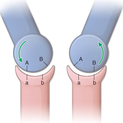 Two ball and socket joints demonstrating roll within the sockets.