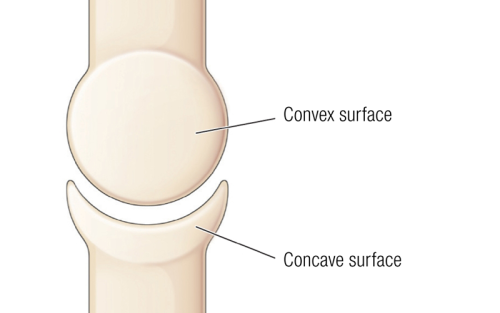 A joint with the ball (convex surface) and socket (concave surface) ends labeled.