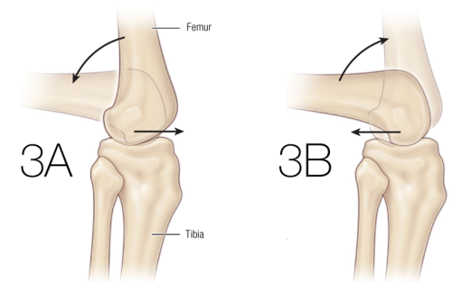 The ball-and-socket of the femur bone and the tibia bone, and their joint surface between.