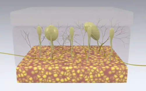 Fascia's abundant mechanoreceptors and free nerve endings (shown here in superficial fascia and hypodermis).