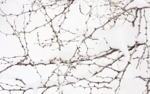 Tiny branches of muscle fibers.