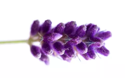 A spring of lavender flowers.