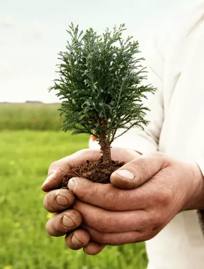 Two hands holding a small bonsai tree plant.
