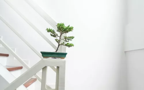 A green bonsai tree plant in a white stairway.