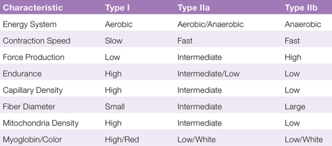 Chart showing types of actions in the body and the level of energy it takes (aerobic, slow, low, high, etc. with fibers type I, type IIa, and type IIb.