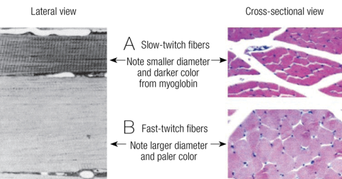 Lateral view on left and cross-sectional view on the right of fast-twitch fibers, Type IIa and Type IIb.