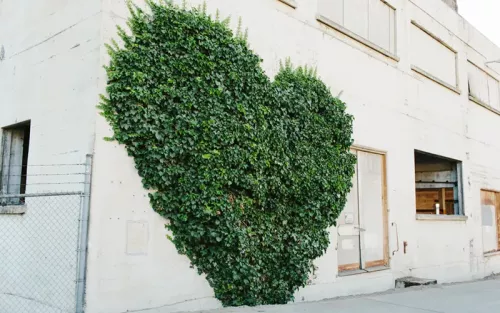 Tall leafy shrubbery sculpted into a heart along a city street.