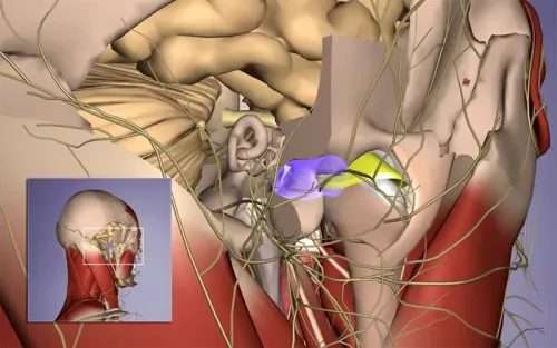 A box zoomed in on the discs and nerves nearest to the ear canal and temporomandibular joint.
