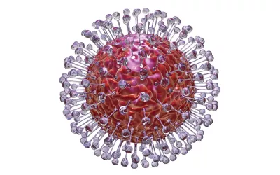 A white blood cell.