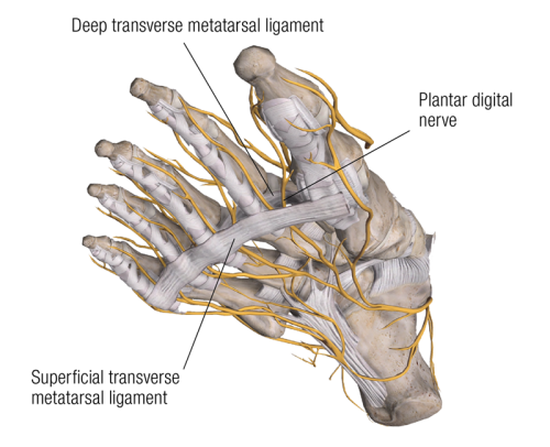 Anterior 3D view of deep and superficial transverse metatarsal ligaments in the left foot.