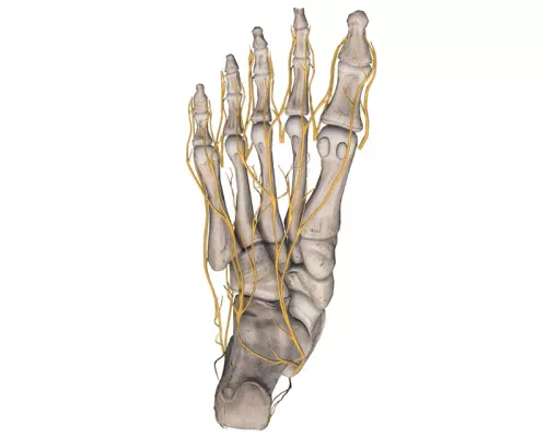 Aerial view of medial and lateral plantar nerves in the left foot.