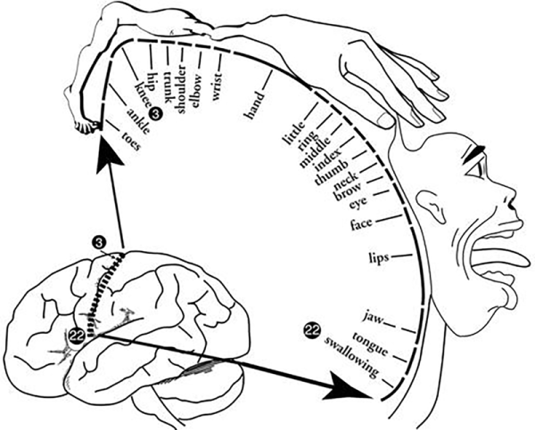 This homunculus diagram shows the amount of cortex devoted to each body part, the most dedicated to the face, lips, jaw, and hands, and some of the least devoted to the hip, trunk, and toes..