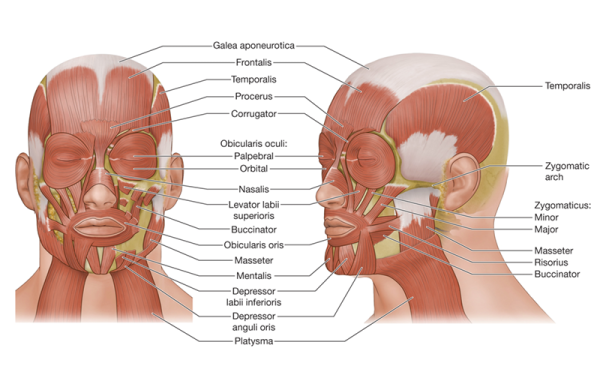 Front and lateral view of every muscle of the face with labels.