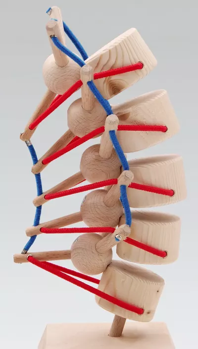 A tent-like tensegrity arrangement acts as the spine's primary shock absorber.