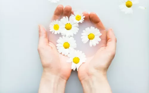 Two cupped hands in milky water holding white and yellow daisy flowers.