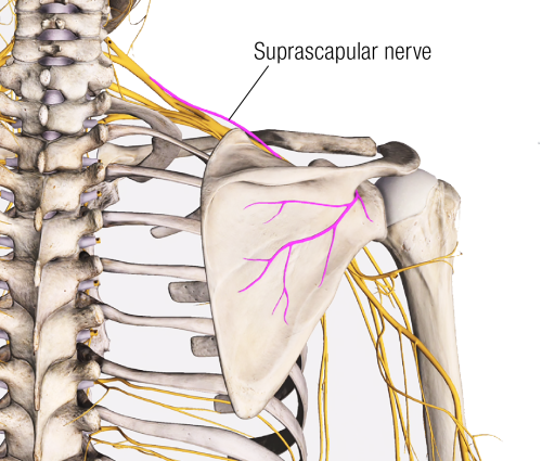 Posterior view of the suprascapular nerve and its origin from the brachial plexus in the shoulder.