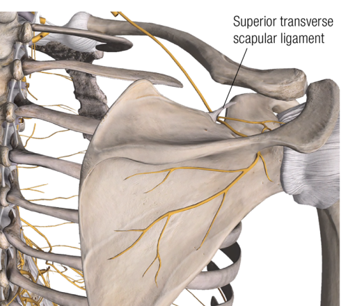 The suprascapular notch with the superior transverse scapular ligament.