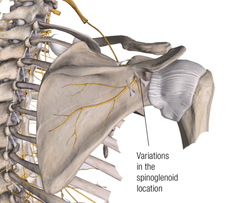 Posterior view of the spinoglenoid notch and spinoglenoid ligament.