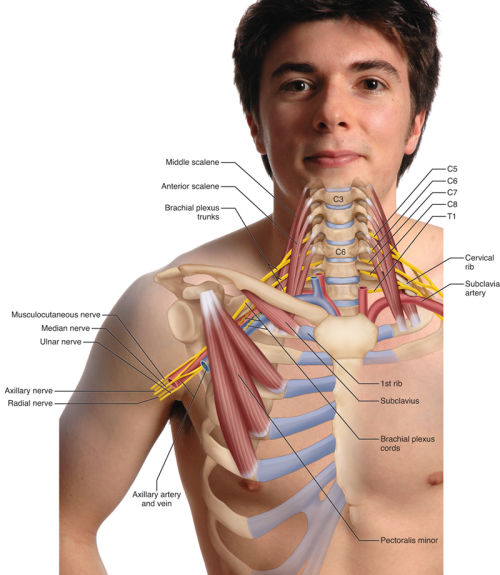 The brachial plexus.