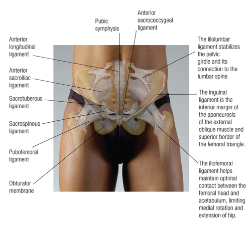 Anterior view of all the bones and ligaments in the pelvic girdle.