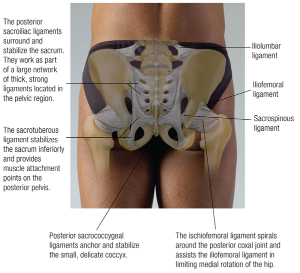 Posterior view of all the ligaments in the pelvic girdle.