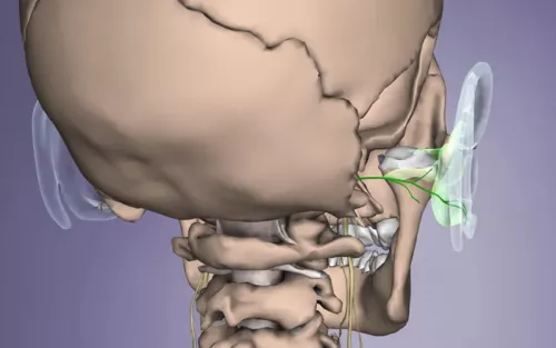 A thin green vein/line that is the vagus nerve, near the inner ear.