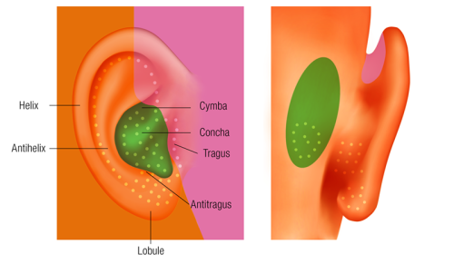 Orange and pink shaded ear, with the inner ear colored green, labeled with the helix, cymba, concha, tragus, and lobule.
