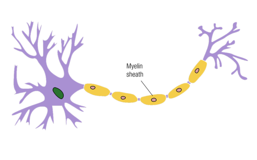The myelin sheath and the ends that look like webbing.