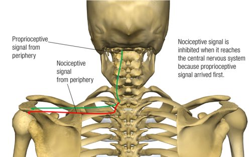 posterior view of the proprioceptive signal from nerves in the central nervous system near the spine.