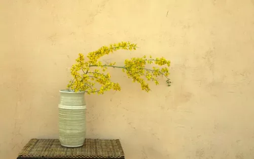 A narrow pot of bending branches of yellow flowers.