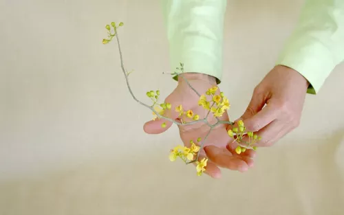 A person holding a twig of small yellow flowers.