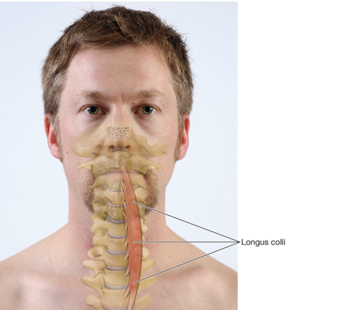 Longus colli muscle in the front of the neck, located deep to the thyroid.