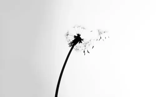 Florets falling off a dandelion flower stem.