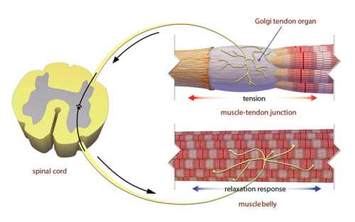 Illustration of a crosscut of the spinal cord, the muscle belly, and the muscle tendon junction, as well as the Golgi tendon organ.