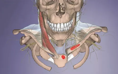 Anterior view of the sternocleidomastoid and its attachments (in red). 