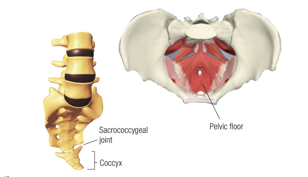 Two illustrations of a sidebent coccyx and pelvic floor.