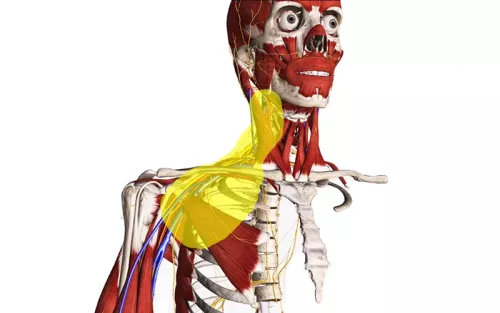 Anatomical diagram layered with soft tissues, showing the general region of thoracic outlet.