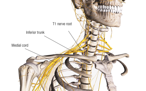 The T1 nerve root and medial cord on a skeleton.