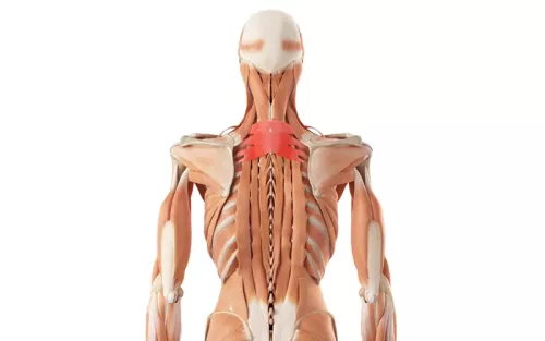 Posterior view of a skeleton covered in muscles and tendons.