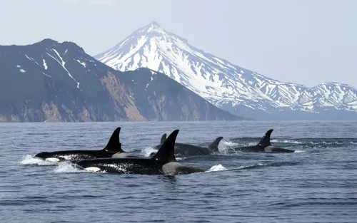 A pod of 5 or 6 orcas swimming below a horizon of mountains.