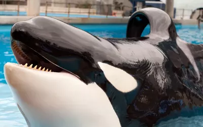 An orca in captivity with whale fin collapse.