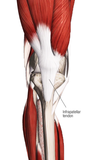 The infrapatellar tendon on the knee.