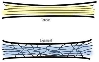 The internal structure of tendons vs. ligaments.