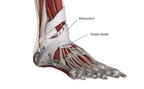 The retinaculum and tendon sheath in the foot.