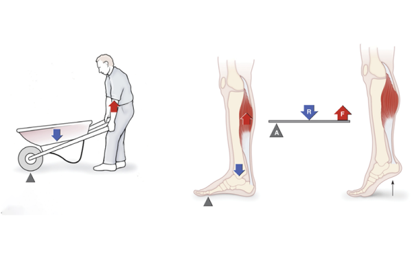 An example of a second-class lever, shown in the lower leg muscles during a heel lift.