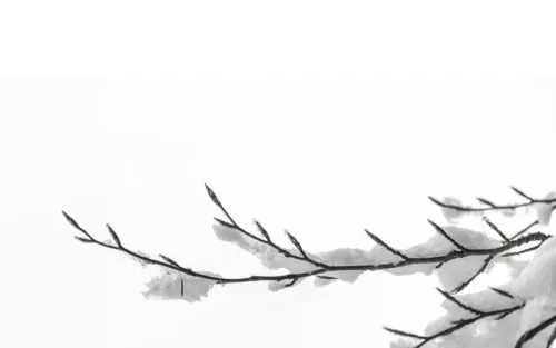 Tiny snowflakes settled on a branch.