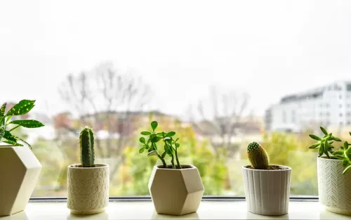 A row of 5 potted plants on a windowsill.