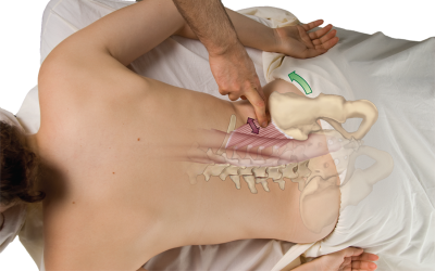 A therapist uses two fingers to work the quadratus lumborum in the lower back with the client prone.