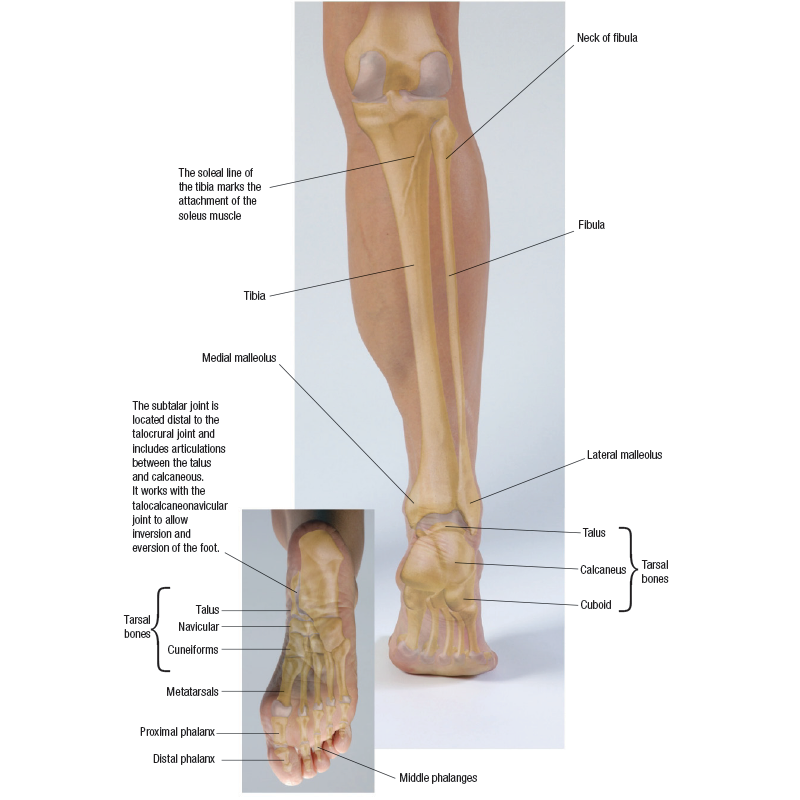 posterior view of the entire leg and foot from neck of fibula all the way down to malleolus and tarsal bones, and calcaneus in the heel. Labels identify all the different bones and joints.