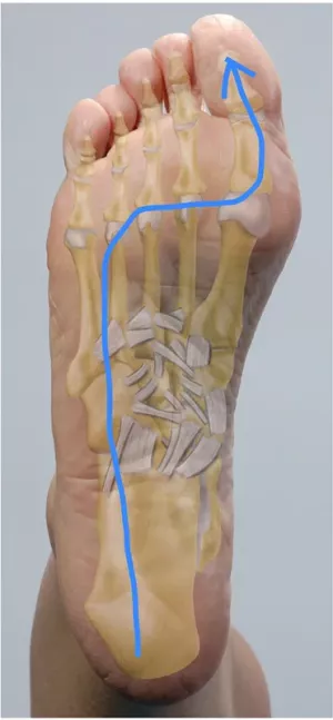 the direction of weight transfer in the foot from the heel to the ball of foot to the big toe and tarsal joints.